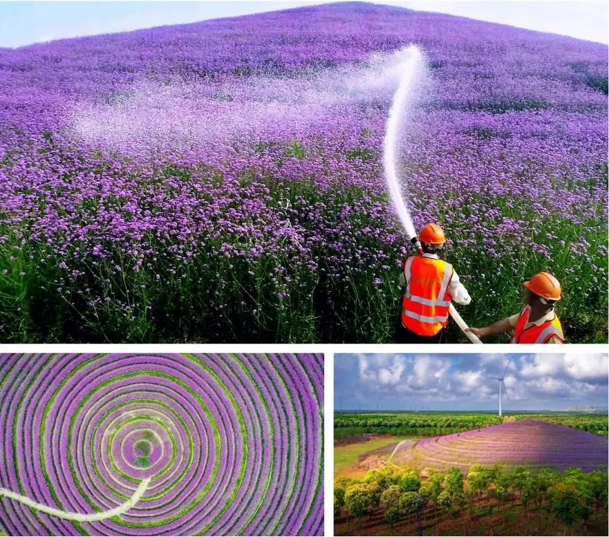 垃圾場(chǎng)上盤旋而起的花之浪